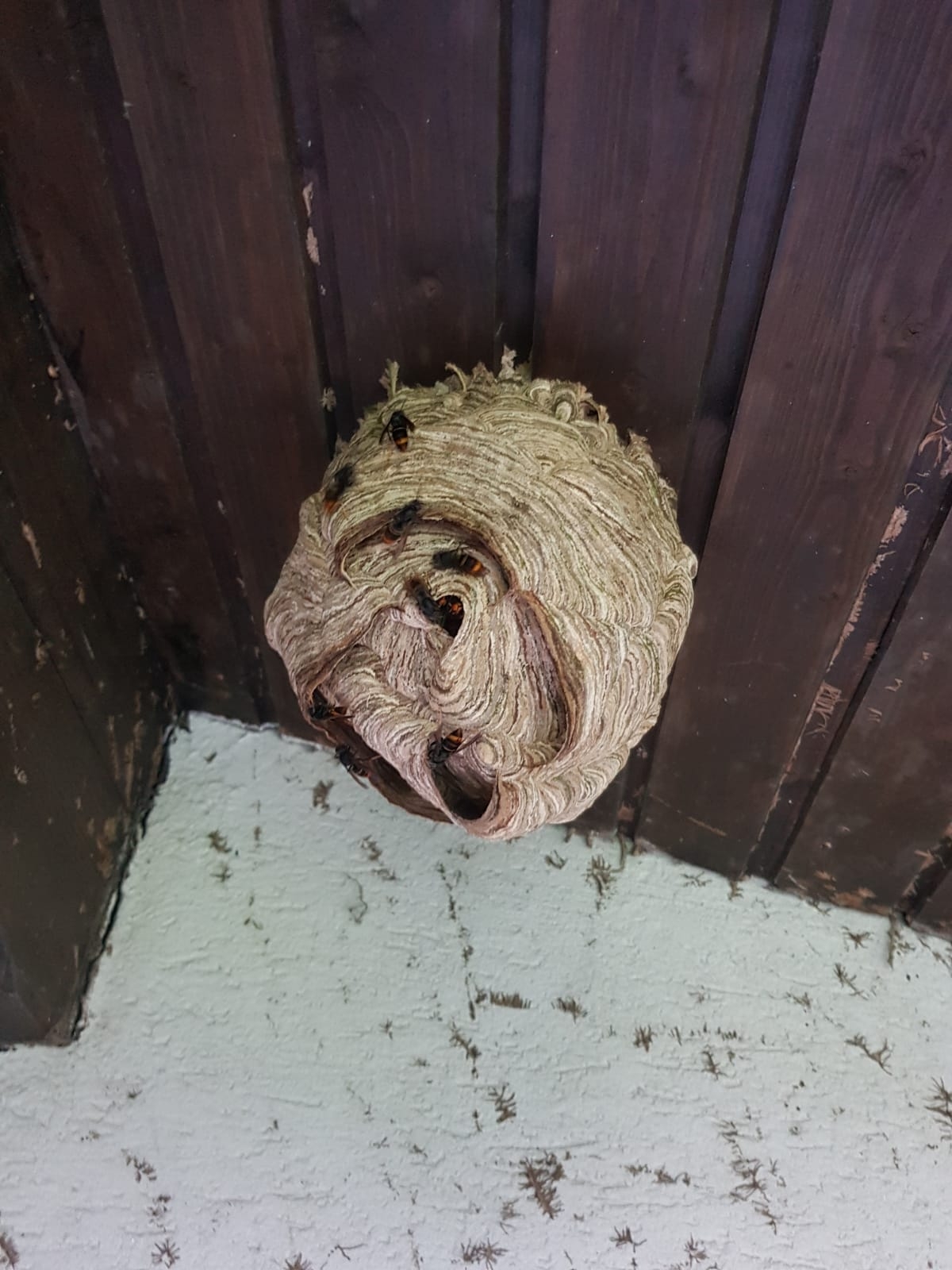 „Asiatische Hornisse – erkennen, melden, bekämpfen“ | Verbandsgemeinde ...