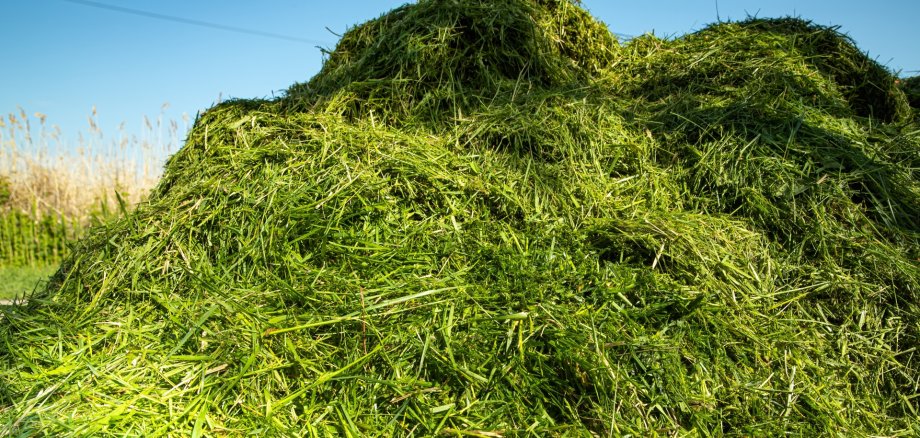 Large Pile of Freshly Cut Grass for Compost or Mulch Large Pile of Freshly Cut Grass for Compost or Mulch