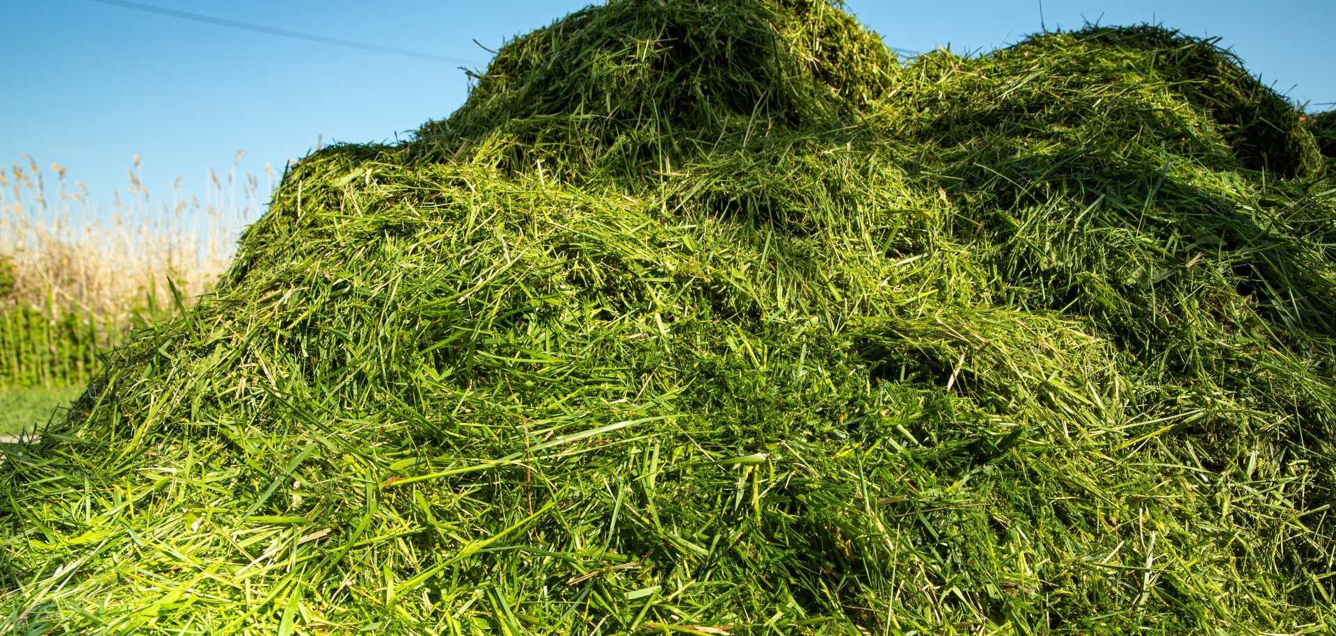 Large Pile of Freshly Cut Grass for Compost or Mulch