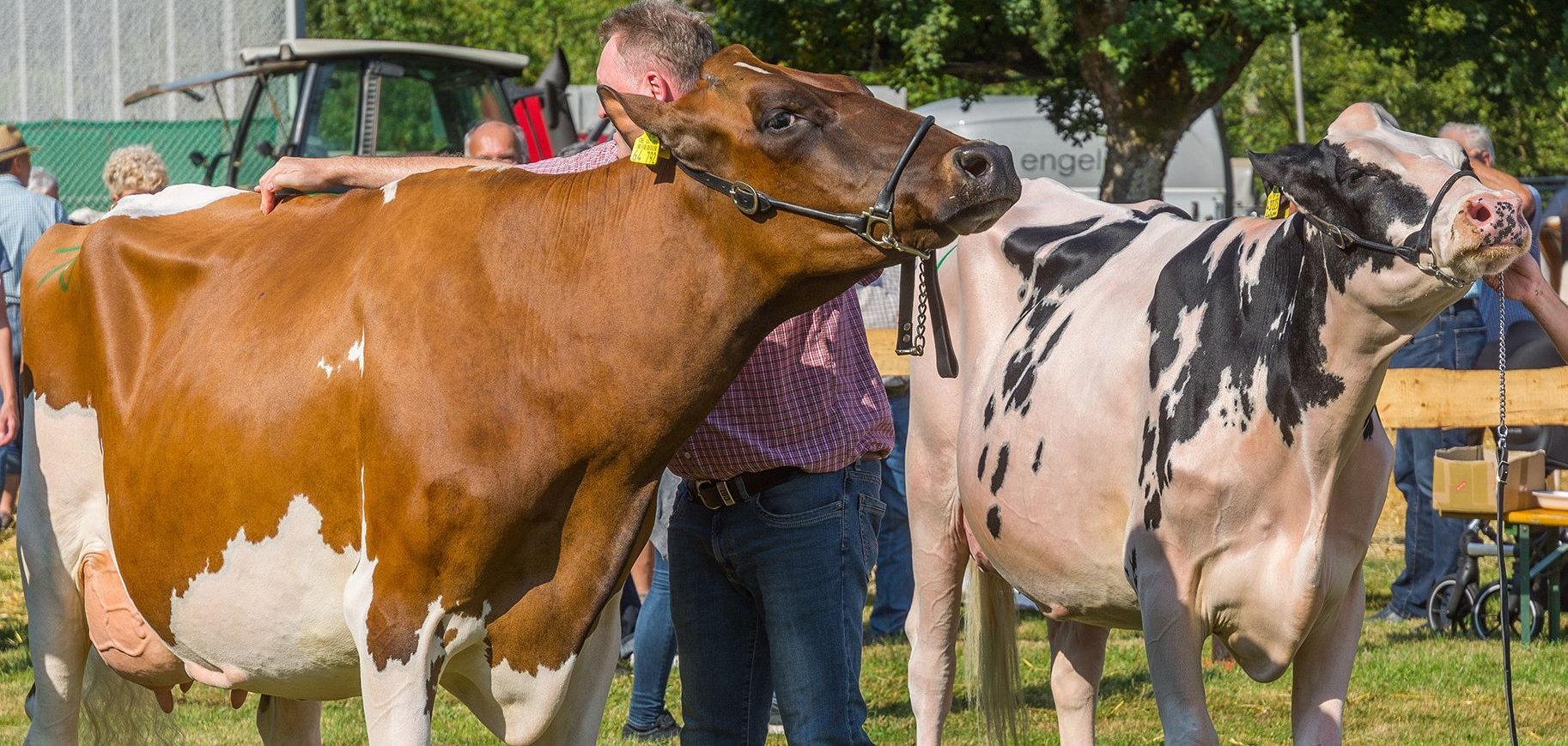 Zwei Kühe werden im Rahmen der Verbandsgemeinde-Tierschau präsentiert