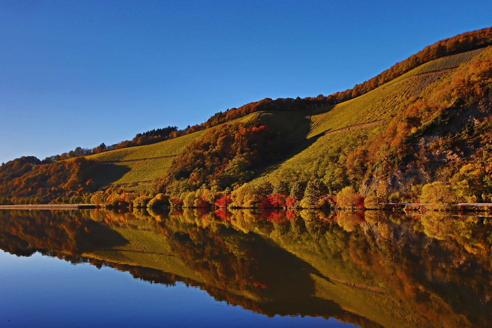 herbstliche Naturaufnahme -  Weinberge Nähe der Schleuse Serrig bei Sonnenschein 